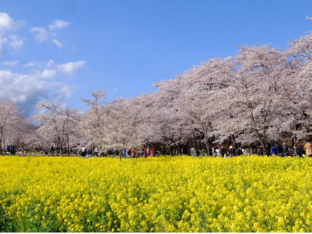 提供：ググっとぐんま写真館