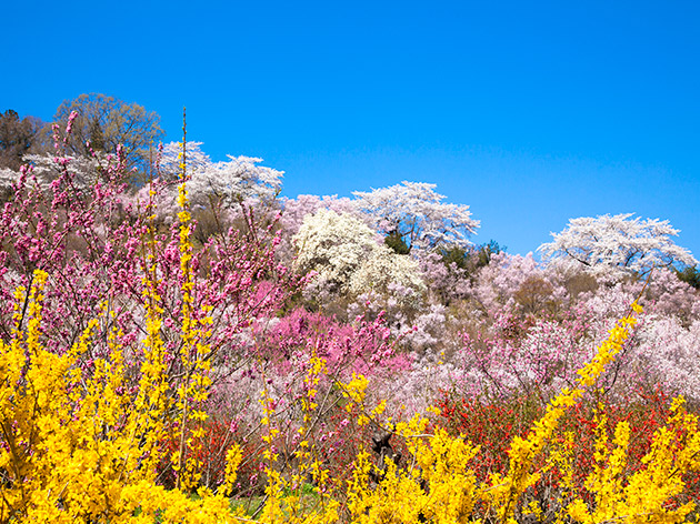 花見山公園（イメージ）