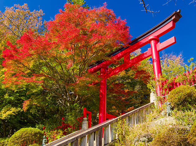 高尾山（イメージ）