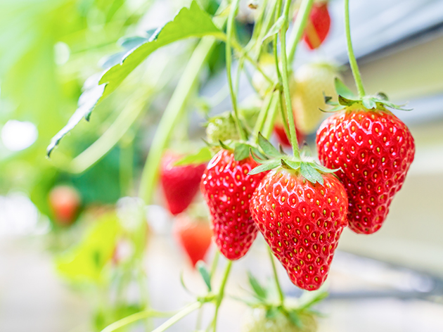 山元いちご農園（イメージ）