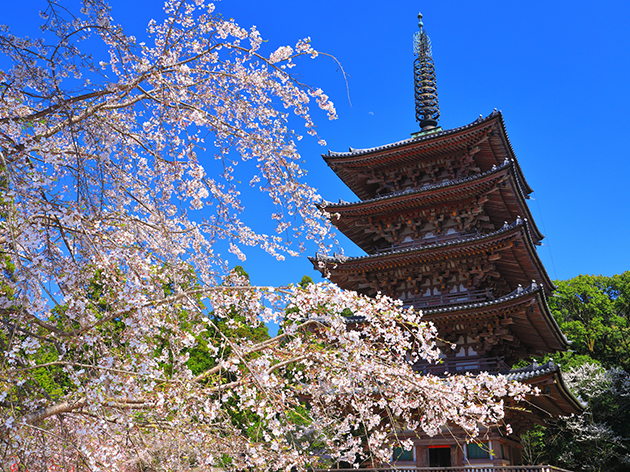 醍醐寺（イメージ）