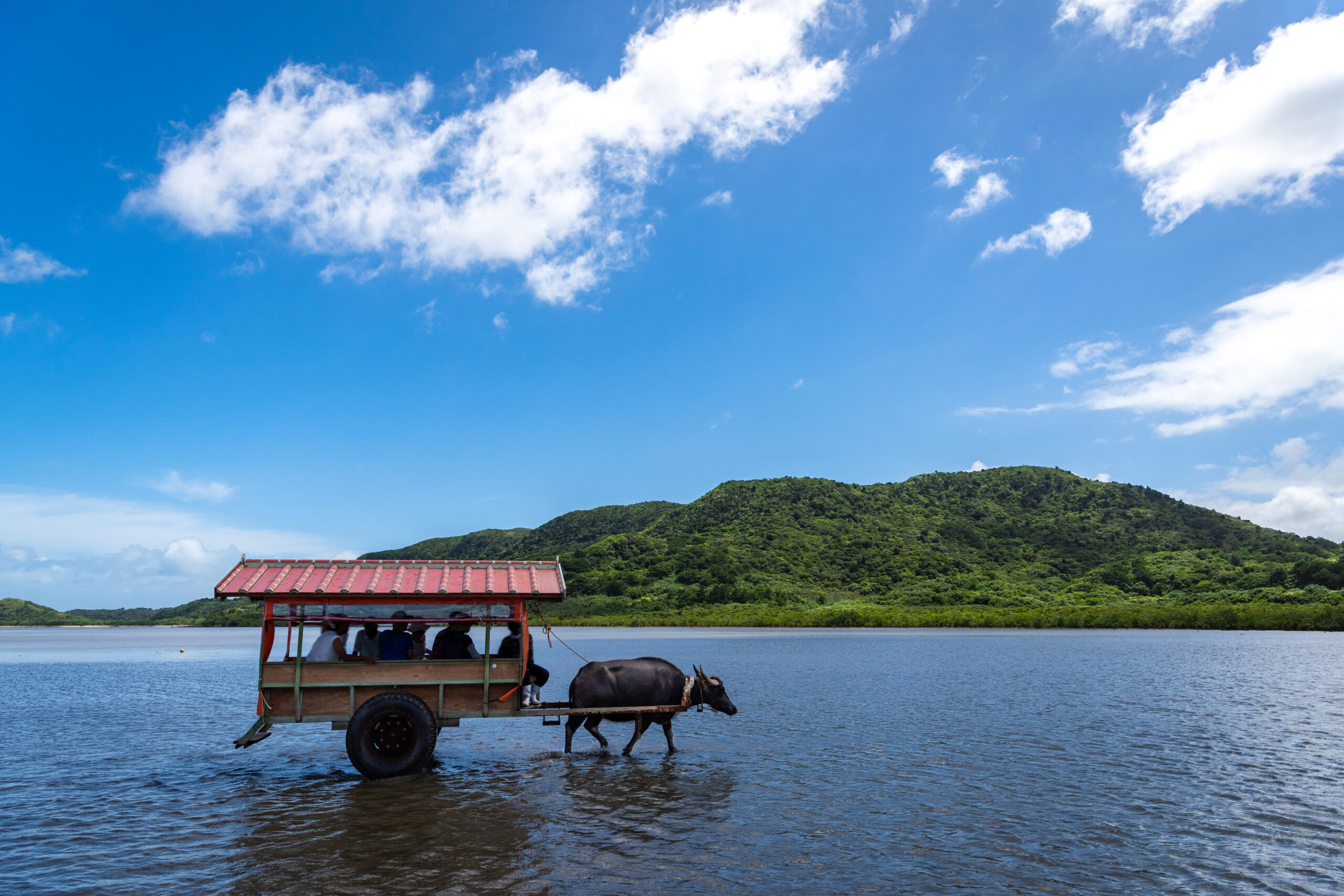 由布島の水牛車（イメージ）