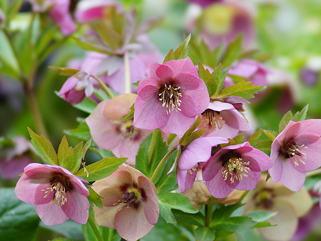 越後丘陵公園（イメージ）