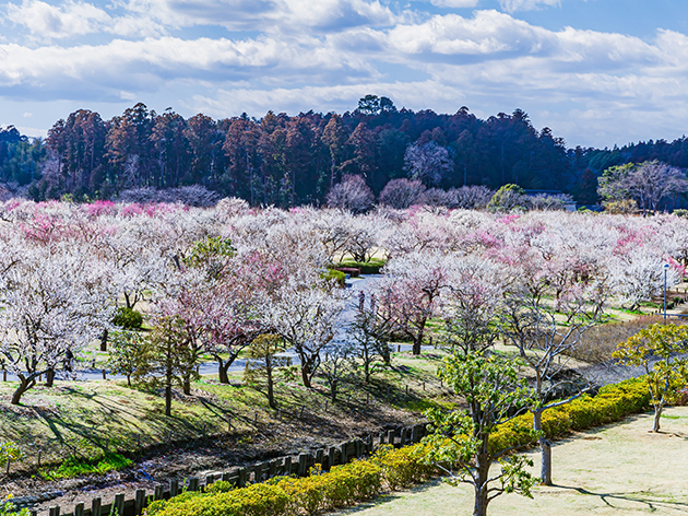 水戸偕楽園（イメージ）