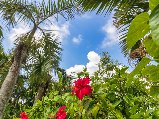 由布島（イメージ）
