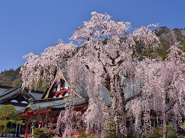 身延山久遠寺（イメージ）
