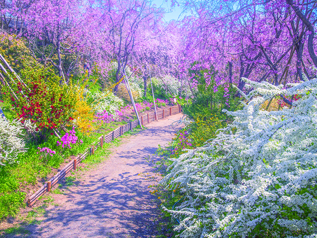 原谷苑（イメージ）