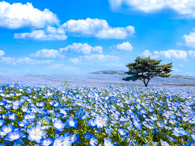 国営ひたち海浜公園（イメージ）