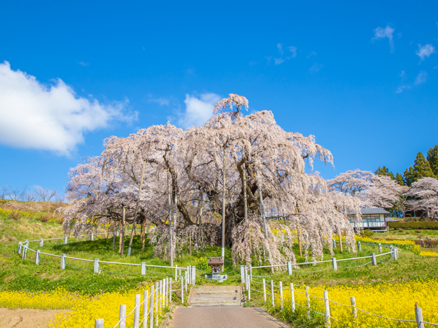 三春滝桜（イメージ）