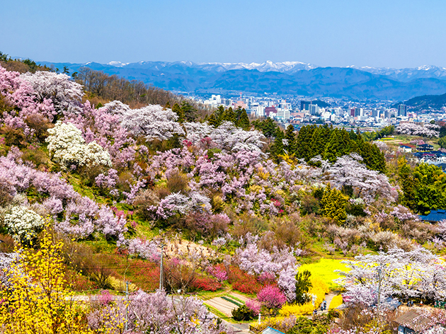 花見山公園（イメージ）