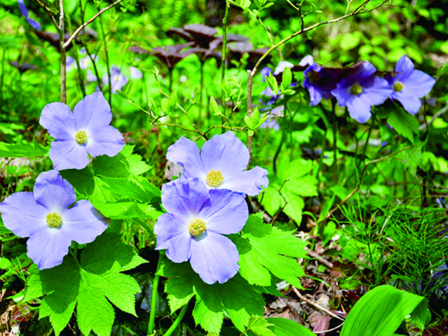 シラネアオイ（イメージ）