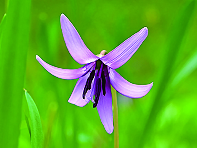 カタクリ（イメージ）