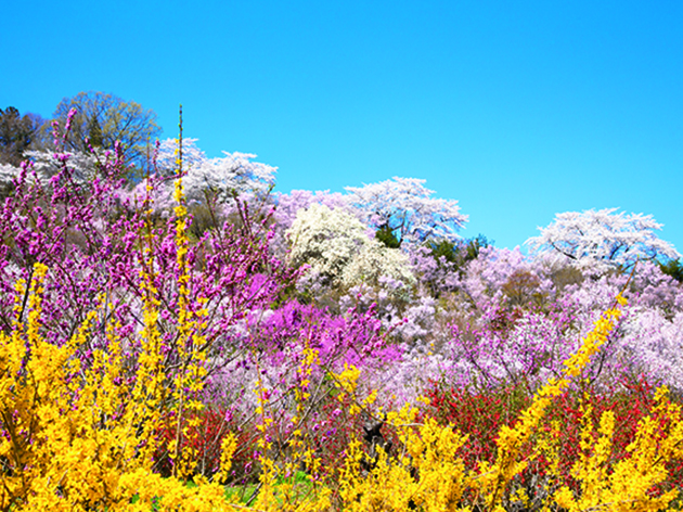 花見山公園（イメージ）