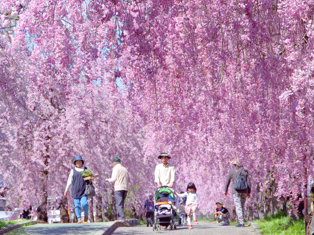 日中線しだれ梅（イメージ）