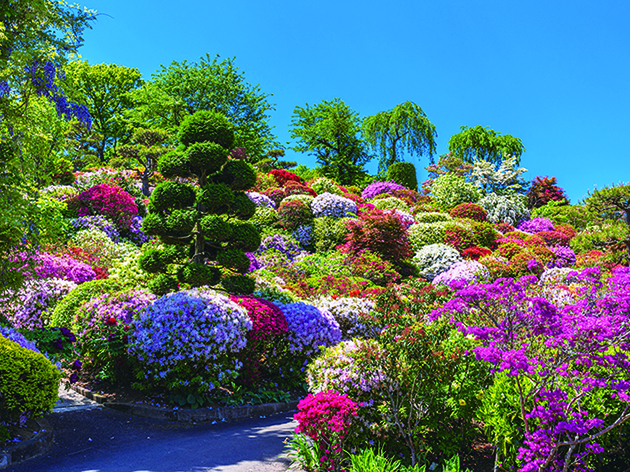 大桑原つつじ園（イメージ）