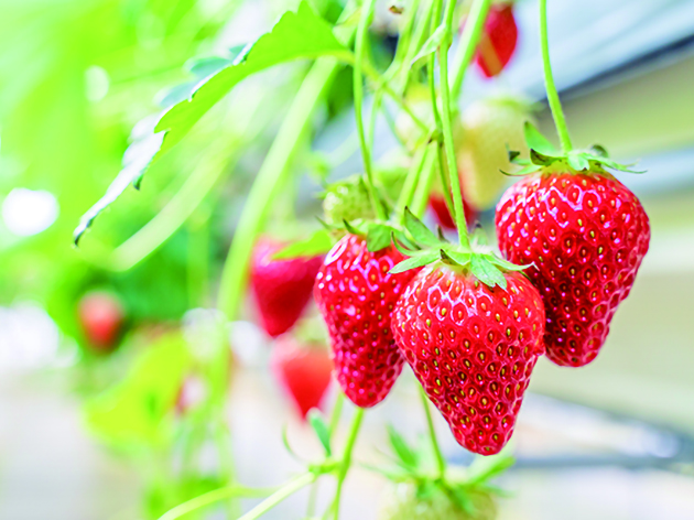 いちご狩り（イメージ）