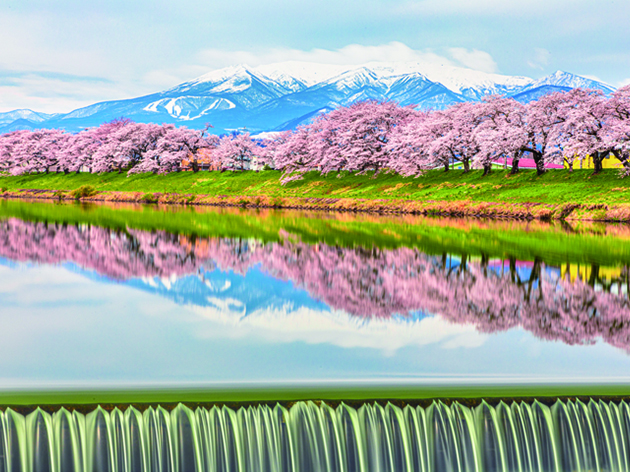 白石川堤一目千本桜（イメージ）
