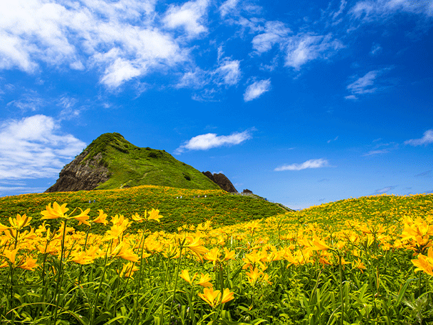 大野亀（イメージ）