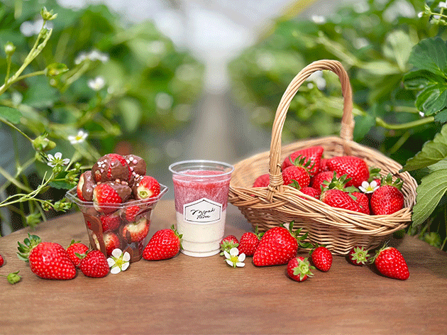 MIGAKI-FARM（イメージ）