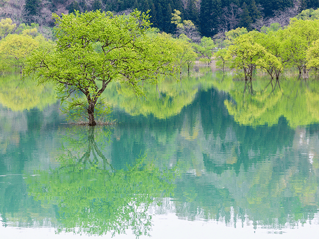 白川湖の水没林（イメージ）