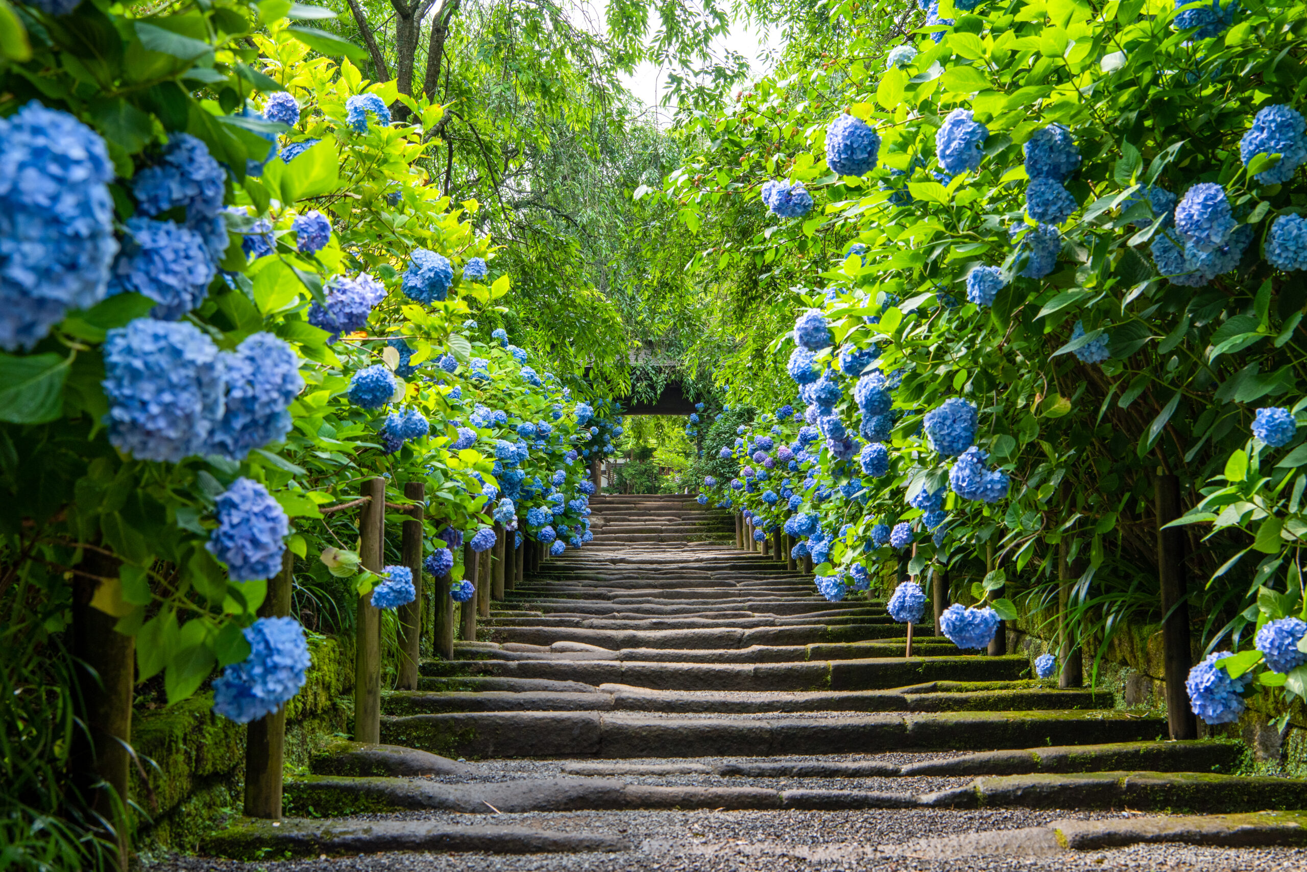 明月院（イメージ）」