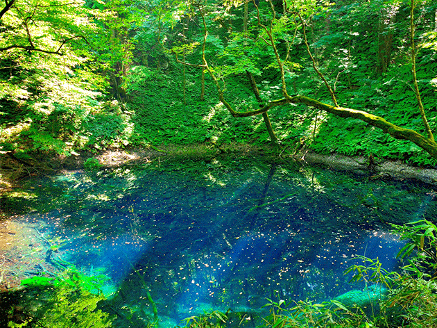 白神山地十二湖（イメージ）