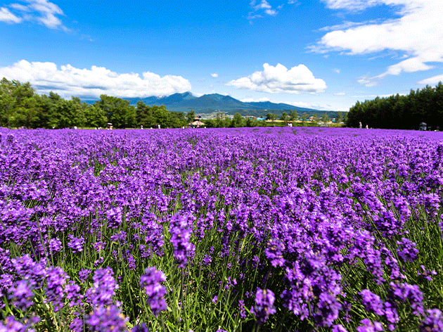 ファーム富田（イメージ）
