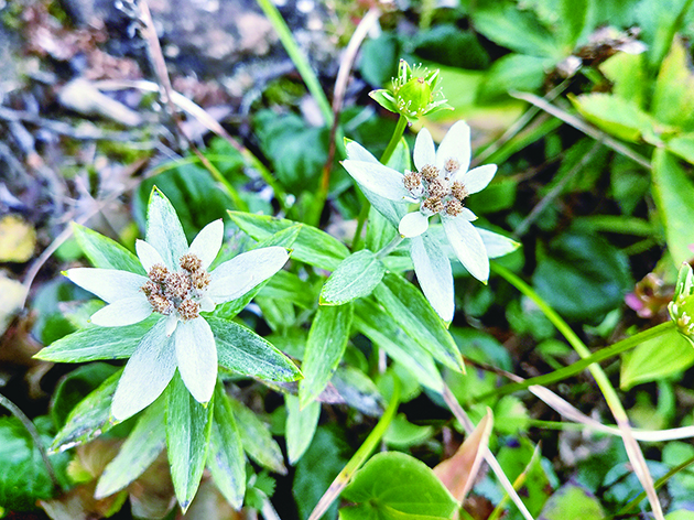 ハヤチネウスユキソウ（イメージ）