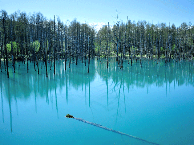 美瑛青池（イメージ）