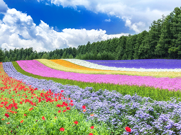 ファーム富田（イメージ）