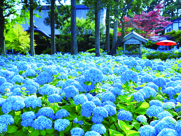 雲昌寺（イメージ）