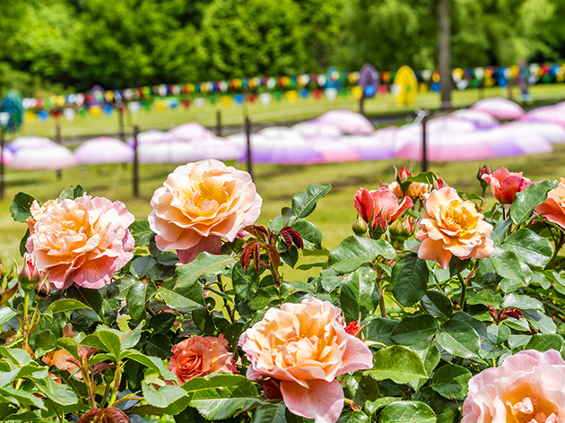 ミステリーポイント④