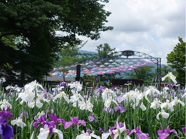 長井あやめ公園（イメージ）