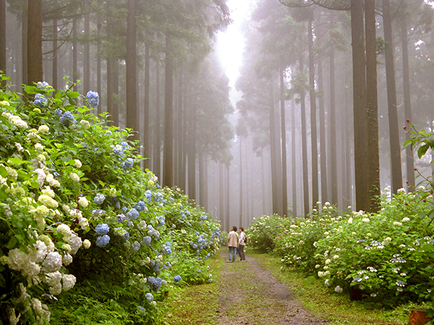 みちのくあじさい園（イメージ）
