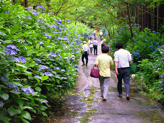 みちのくあじさい園（イメージ）