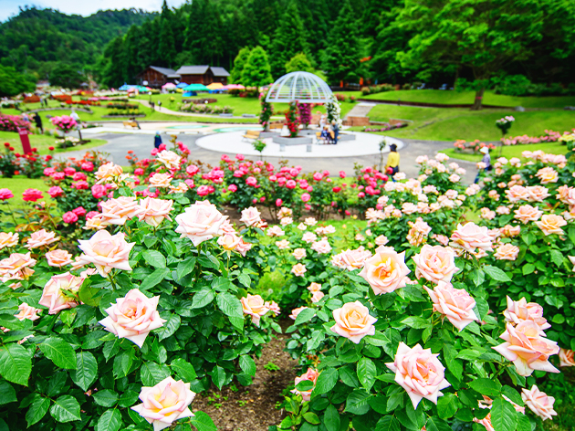 美しいピンクの薔薇咲く　東沢バラ公園　山形県
