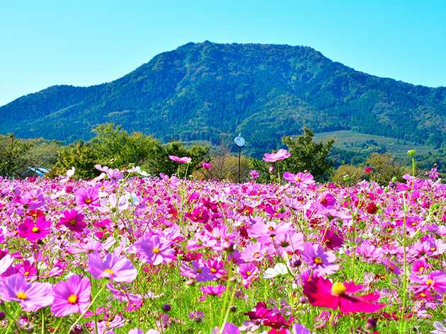 上堰潟公園(イメージ)