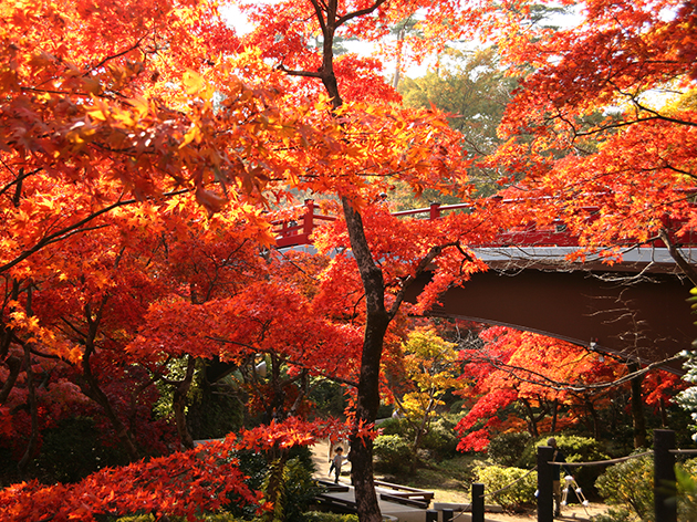 弥彦公園(イメージ)